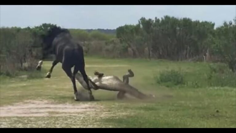WATCH: Wild Horse stomps the Daylights Out of Alligator in Florida
