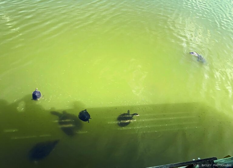 Harmful Blue-Green Algae Detected in Lake Washington