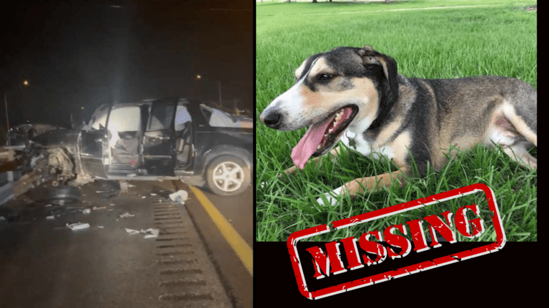‘Odie’ missing from scene of terrible car crash on 95