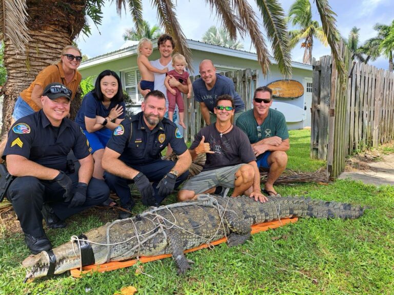 Satellite Beach croc captured and relocated