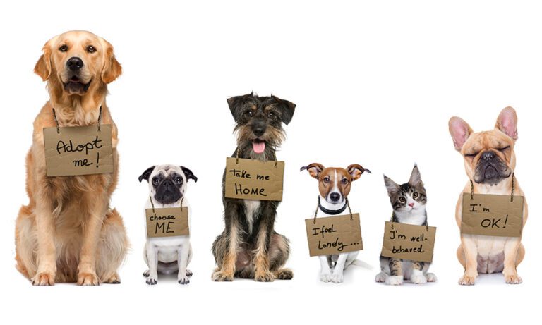 Paws and Reflect: Furry Friends Await Their Forever Home This Holiday!