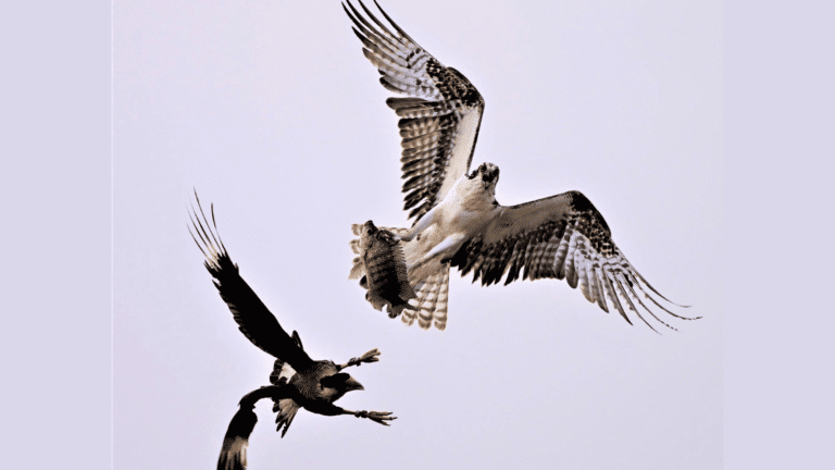 Brevard photographer captures amazing midair fish theft between Osprey and Crested Caracara