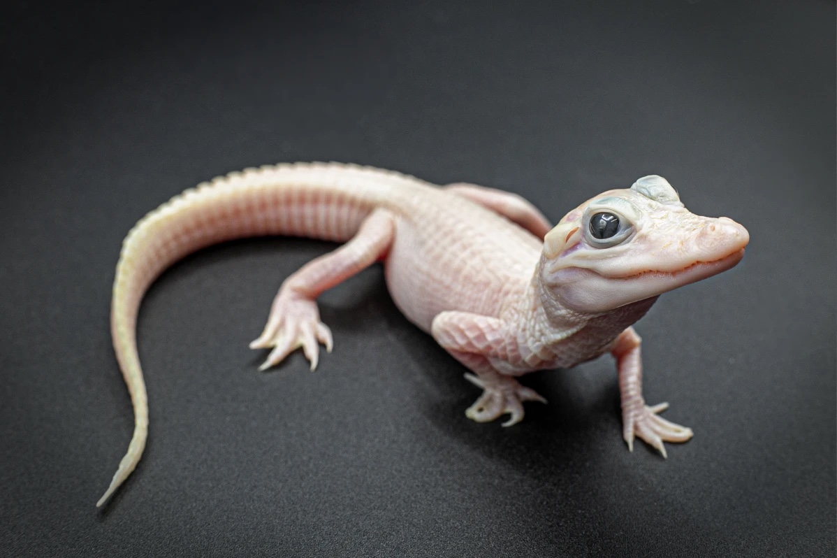 Gatorland wants public help to name EXTREMELY rare leucistic gator ...