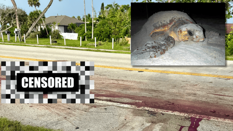 Tragic Incident: Nesting Sea Turtle Fatally Struck on A1A