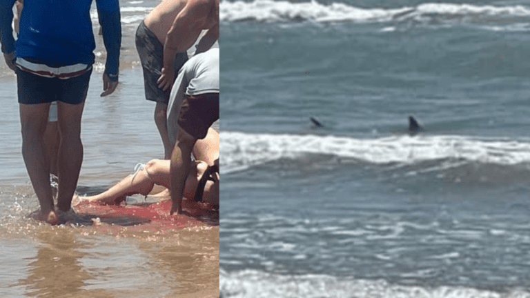 GRAPHIC: 3rd Shark Attack of the Day
