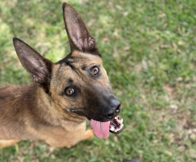 Palm Bay Police announce unexpected passing of K9 Jay