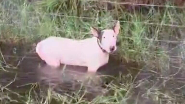 Owners of dog left tied to pole during Milton face aggravated animal abuse charges