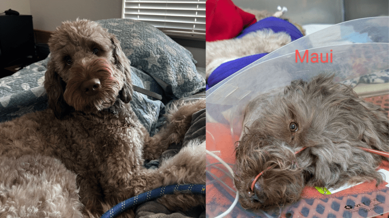 Viera Family Faces Heartbreak: Dog Shot, No Charges Filed, Family Ticketed