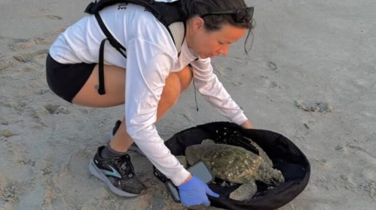 Baby Sea Turtle Found Struggling on Pineda Beach Sadly Dies During Rescue Transport