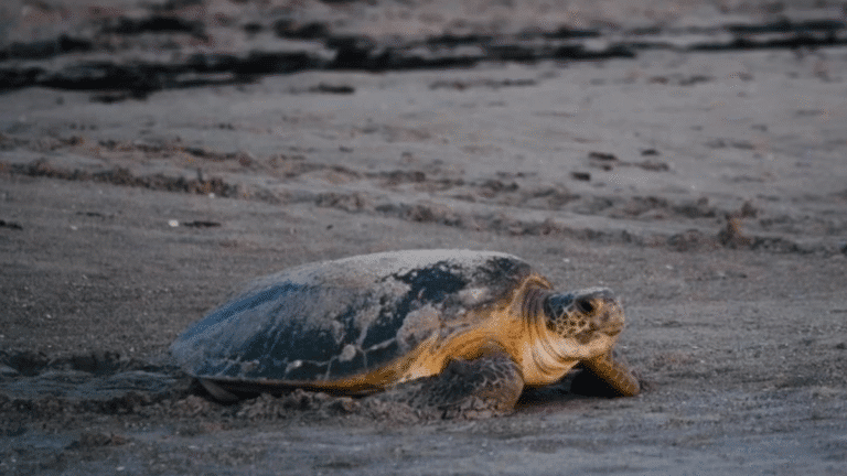 The Do’s and Don’ts of Sea Turtle Viewing