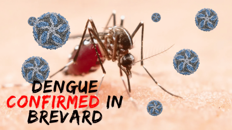 Brevard County Issues Mosquito-Borne Illness Advisory After Confirmed Dengue Case