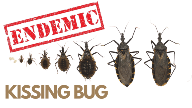 With CDC journal calling Chagas “endemic,” Florida researchers warn kissing bugs and the parasite they carry are already here