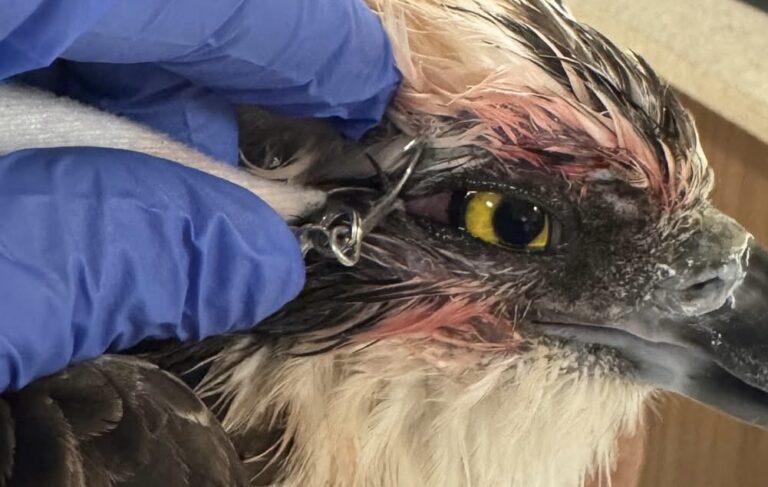 Osprey Rescued After Being Found with Fishing Hooks in Eye and Talon Osprey Rescued After Being Found with Fishing Hooks in Eye and Talon