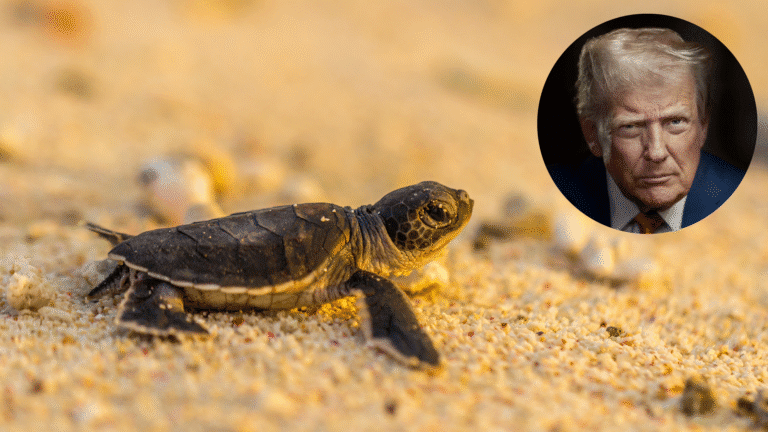 Trump Administration Proposes Major Rollbacks to Endangered Species Act Protections, Sparking Urgent Pushback From Conservation Groups