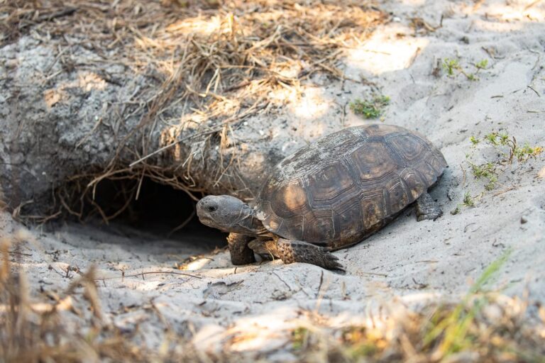 Florida Wildlife Officials Seek Research and Outreach Proposals to Protect Gopher Tortoises